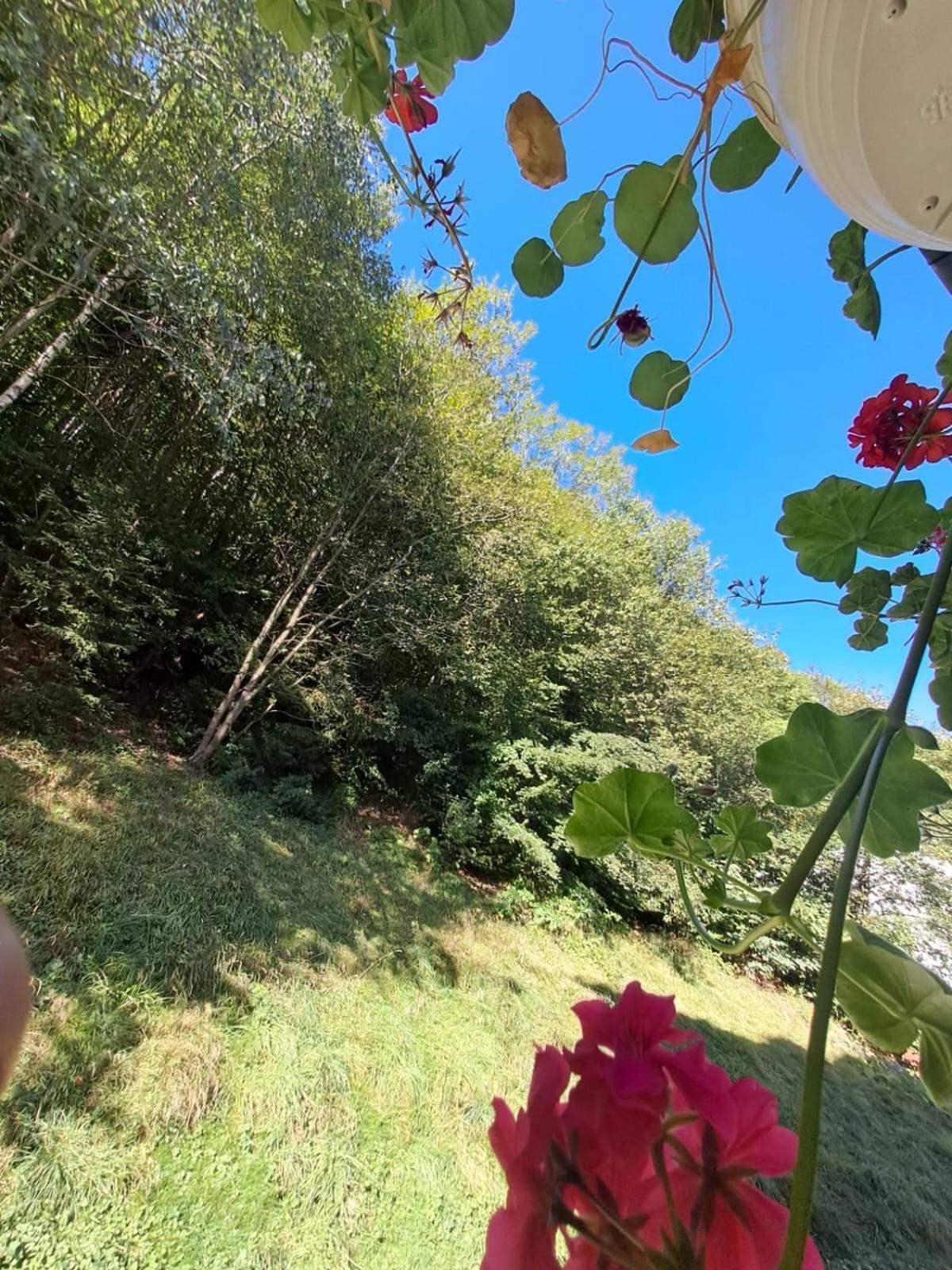 Garsoniera Flori -